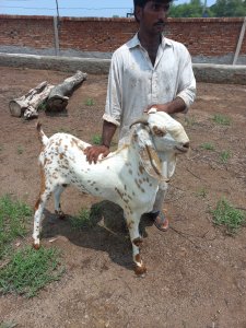 Desi Maki Chini, Rs: 1100 per kilo