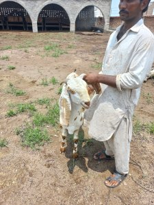 Desi Maki Chini, Rs: 1100 per kilo