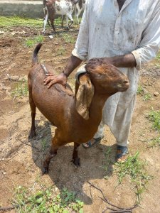 Desi Maki Chini, Rs: 1100 per kilo