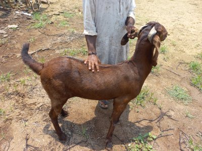 Desi Maki Chini, Rs: 1100 per kilo