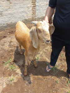 Desi Maki Chini, Rs: 1100 per kilo