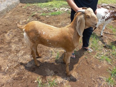 Desi Maki Chini, Rs: 1100 per kilo