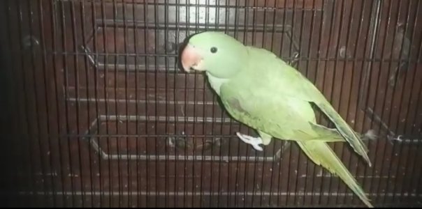 raw parrot for sale