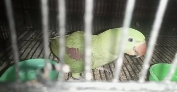 raw parrot for sale