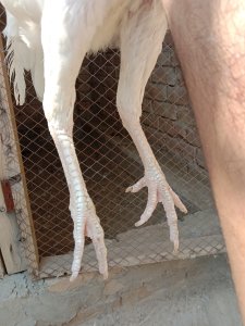 Paper white heera breeder hen