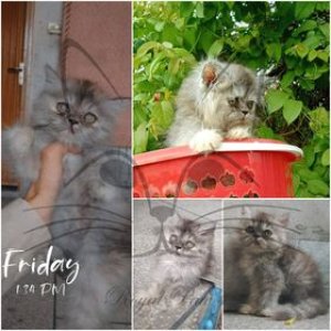 punch face parsian female kitten