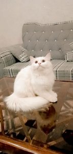 Persian cat ????# Triple coated