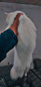 Persian cat ????# Triple coated