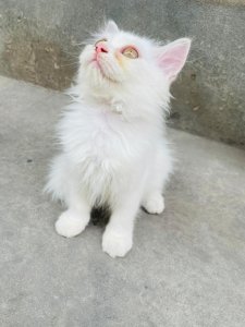 Persian kitten