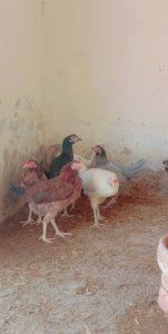 Pure Desi Hens Available in Bahawalpur
