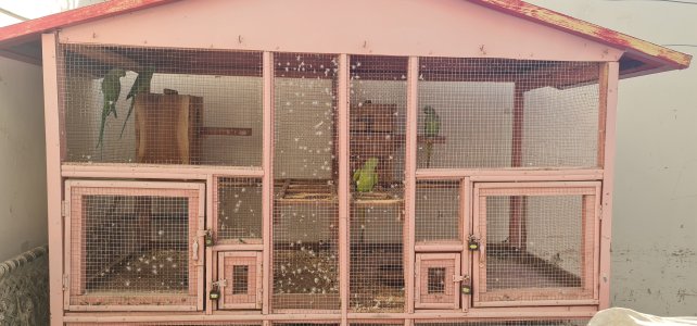 Green Ring neck breeder pair