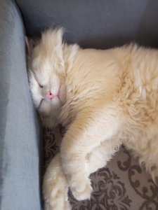 Persian cat tripple coated