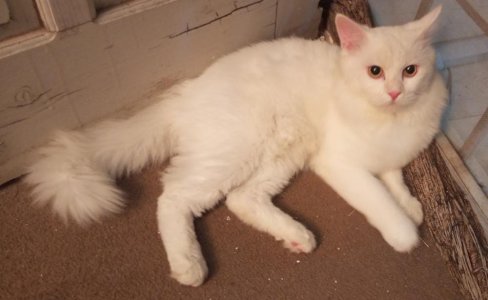 Persian cat tripple coated