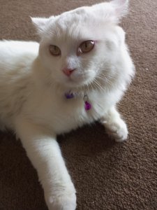 Persian cat tripple coated