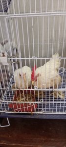 MILLI FLAURE F1 BREED OF RING BIRD