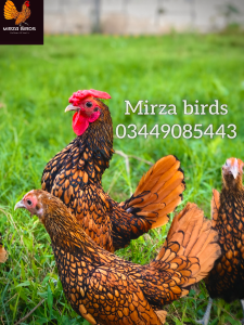 golden sebright f1 breed fresh breeder trios available