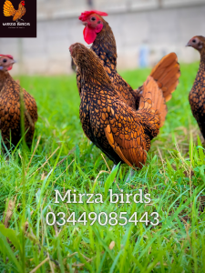 golden sebright f1 breed fresh breeder trios available