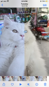 Male cat for sale age 5 month tripple coted