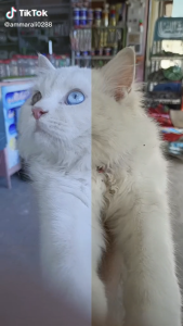 Male cat for sale age 5 month tripple coted