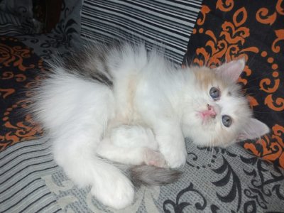 2 calico beauties available