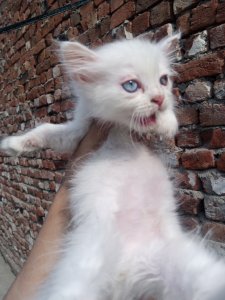 Odd eyes kitten available