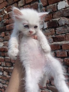 Odd eyes kitten available