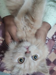 Male: White Grey, Female:  Light brown