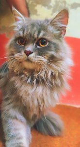 Male: White Grey, Female:  Light brown