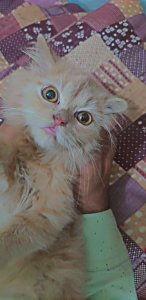 Male: White Grey, Female:  Light brown