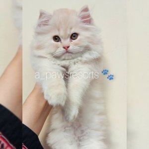 Persian semi punch kitten..