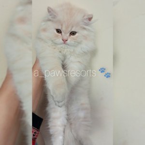 Semi punch female cream kitten 2 month