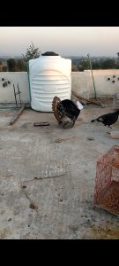 Turkey breeder set for sale location Islamabad