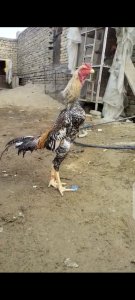 Shamo ptha age almost 10 months