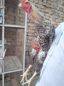 Shamo ptha age almost 10 months