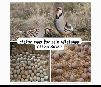 chakor eggs