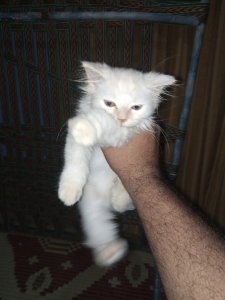 Percian triple coated male