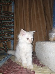 Percian triple coated male