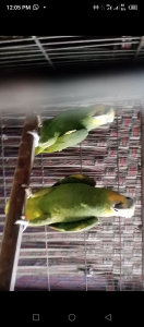 Amazon pair availble