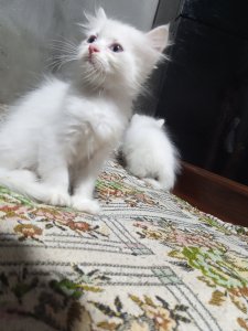 2 kittens pair looking for new home