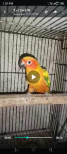 Sunconuor male availble