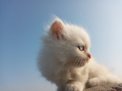 Persian Female Kitten