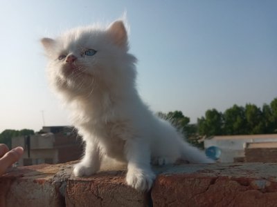 Persian Female Kitten