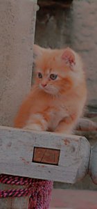 Persian kitten cat