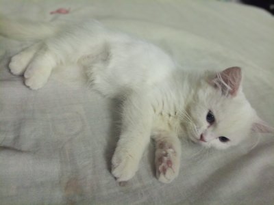 Pure persian white kitten