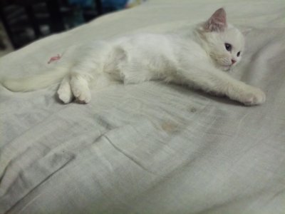 Pure persian white kitten