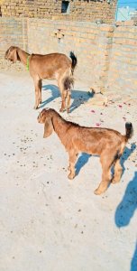 Desi bakri bachy ke sath