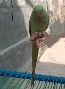 Pakistan Green parrot