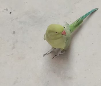 Pakistan Green parrot