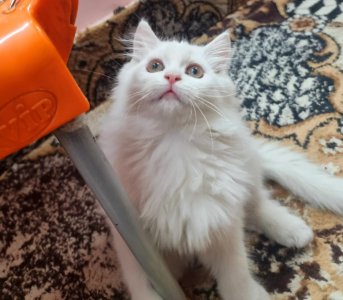 Pure persian triple coated kettins