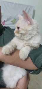 Pure persian kettin peir